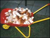 Schubkarre mit Steinpilzen